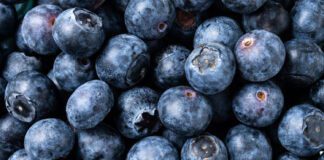 Як вдало виростити лохину в саду