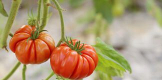 Городники розповіли про дієвий спосіб боротьби з фітофторою