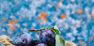 Експерти розповіли, що робити, якщо опадають недозрілі сливи