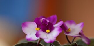 Експерти назвали найефективніший засіб для стимуляції цвітіння фіалок