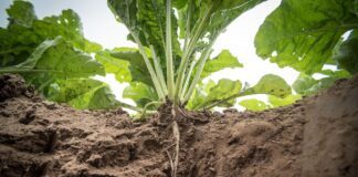 Городники назвали точні дати, коли сіяти буряк восени