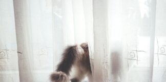 Експерти розповіли, чим відбілити тюль до білосніжного сяйва