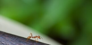 Господарі порадили 7 методів боротьби з мурахами