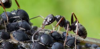 Городник розповів, як за 1 ніч вивести мурах з грядок
