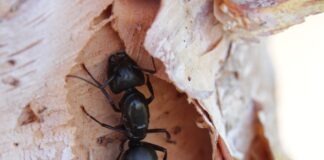 Городник розповів, як пшоном можна вивести мурах з ділянки