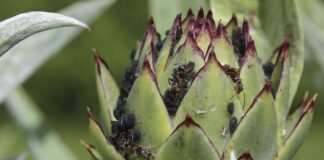 Дачники розповіли, як позбутися мурах на городі 