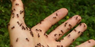  Городники розповіли, як легко позбутися мурах на городі