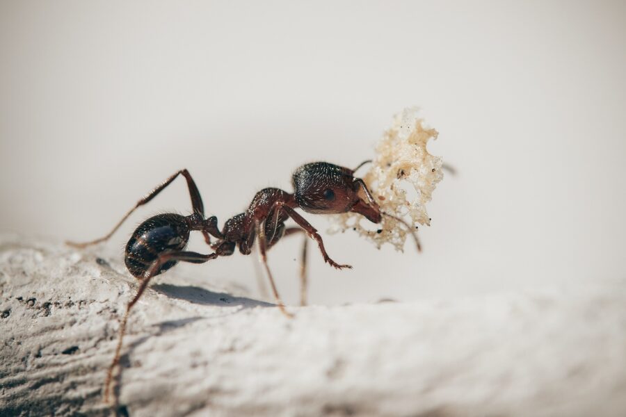 Чим прогнати мурах з ділянки