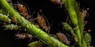 Експерти розповіли, як швидко позбутися попелиці на городі