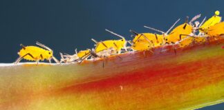 Експерти розповіли, яка аптечна мазь допоможе вивести попелицю