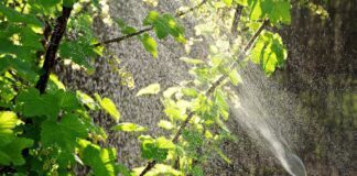 Городники розповіли, як швидко позбутися попелиць і мурах на городі