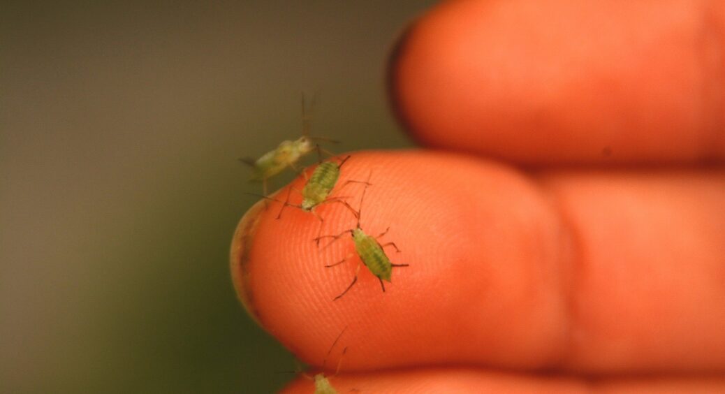Дізналась, що лавровий лист може впоратись із попелицею на городі за 3-4 години: чудо-розчин для городників 