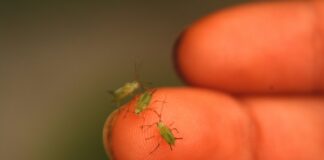 Як вигнати попелицю зі своєї ділянки