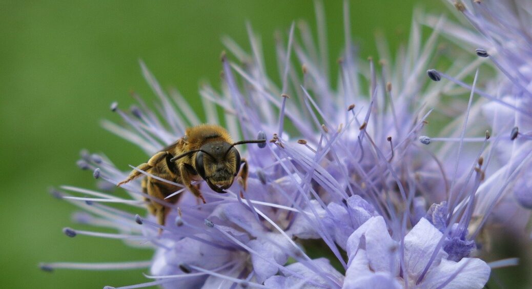 Вся праця буде марною: чого не можна допускати при посадці сидератів на городі і дачній ділянці – 3 пункти 