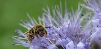 Експерти назвали 3 головні помилки при посадці сидератів на ділянці