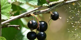 Чи потрібно проводити обрізку смородини в листопаді 