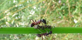 Дачник розповів, як швидко очистити грядки від попелиці