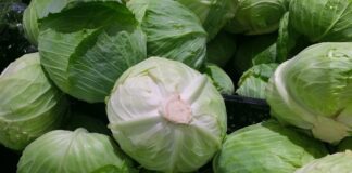 Чим обробити капусту від шкідників