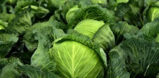 Експерти розповіли, як позбутися шкідників на капусті