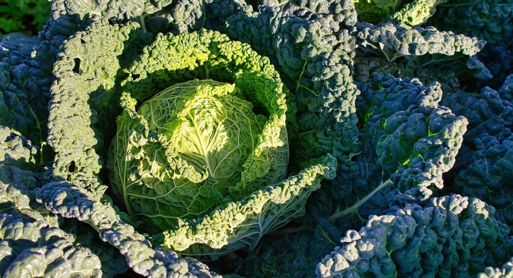 Капуста надується, як м’яч: всього одне добриво і качани розростаються по 8 кіло, взагалі без тріщин 