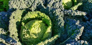 Городник розповів, яким добривом покращити якість качанів капусти