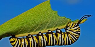 Городник розповів, як за допомогою соди прогнати гусінь та слимаків