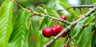 Експерти розповіли про правильну літню обрізку черешні