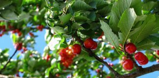 Садівники розповіли, на що звертати увагу при догляді за вишнею