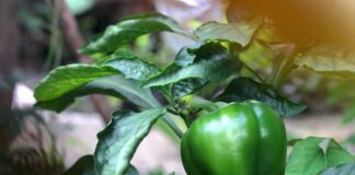 Городники розповіли про підживлення перцю крохмалем