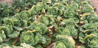 Що робити, якщо капуста почала гнити на ділянці