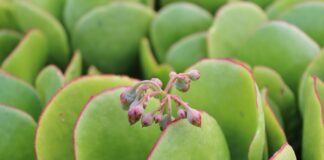 Квітникар розповів, як простимулювати ріст товстянки