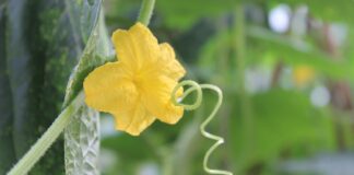 Експерти розповіли, як прибрати пустоцвіти на огірках