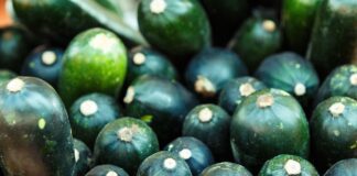 Городник розповів, як простимулювати родючість огірків