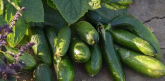 Як боротись із борошнистою росою на огірках