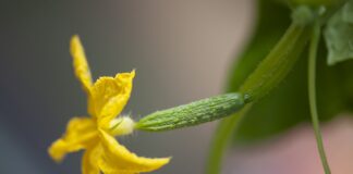 Добриво з дріжджів для огірків