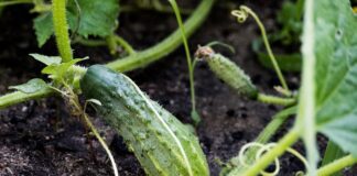 Дачники розповіли, як збирати врожай огірків без пошкодження стебел