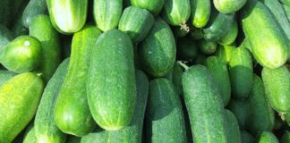 Городники назвали найкращий сорт огірків
