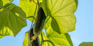 Як підгодувати огірки хлібом