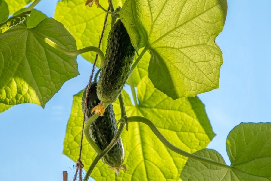 Експерти розповіли, як і чим обробити огірки у відкритому ґрунті проти борошнистої роси