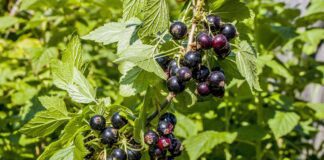 Дачники поділились рецептом добрива з картопляних відходів