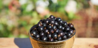 Городники порадили дієве та ефективне добриво з борної кислоти для чорної смородини в саду