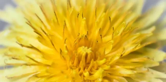 Городник розповів, як правильно приготувати інсектицид з кульбаби