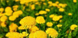 Експерти розповіли, які рослини не варто садити в саду