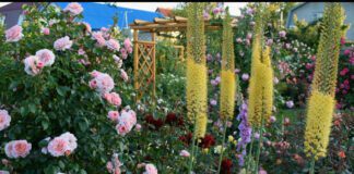Експерти розповіли про цікаві ідеї для посадки квітів 