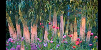 Садівники розповіли про цікаву багаторічну квітку для саду