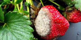 Експерти назвали способи профілактики сірої гнилі на полуниці