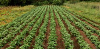 Як захистити город від шкідників: поради агронома