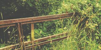 Експерти розповіли, як надійно вивести бур'яни між плиткою у дворі