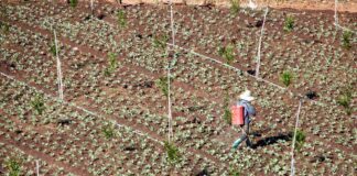 Городник розповів, як простимулювати родючість 3 основних овочів