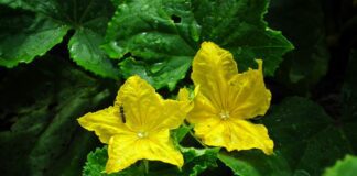 Експерти розповіли про ефективне підживлення огірків